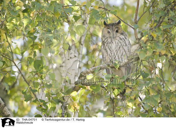 Waldohreule / northern long-eared owl / THA-04701