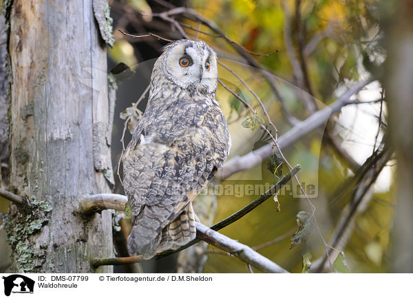 Waldohreule / long-eared owl / DMS-07799