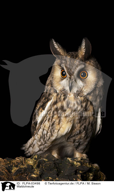 Waldohreule / northern long-eared owl / FLPA-03498