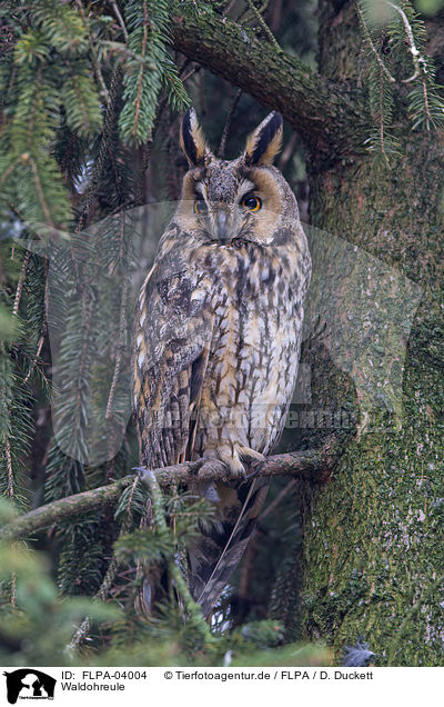 Waldohreule / northern long-eared owl / FLPA-04004