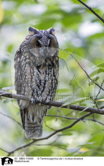 Waldohreule / Long-eared Owl / MBS-14996