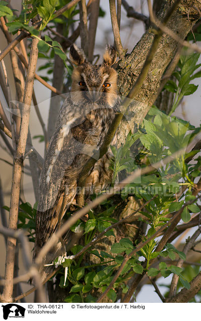Waldohreule / northern long-eared owl / THA-06121