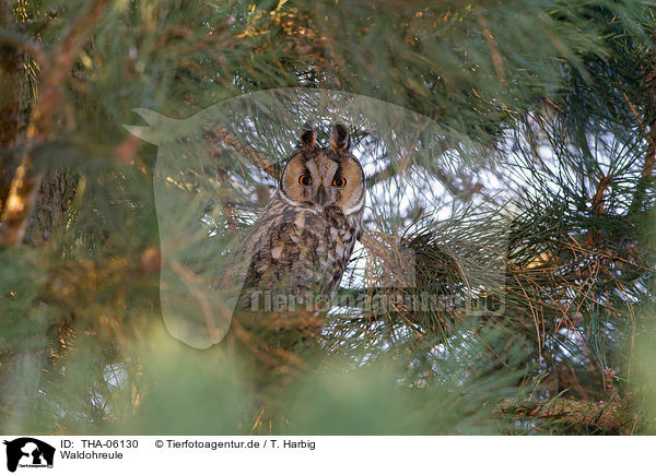 Waldohreule / northern long-eared owl / THA-06130
