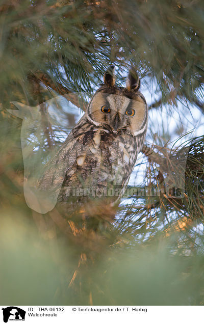 Waldohreule / northern long-eared owl / THA-06132