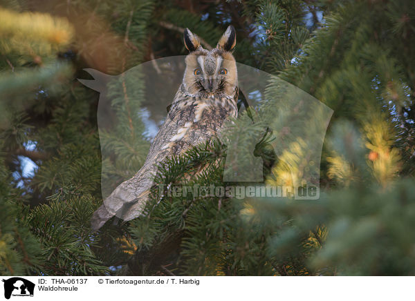 Waldohreule / northern long-eared owl / THA-06137
