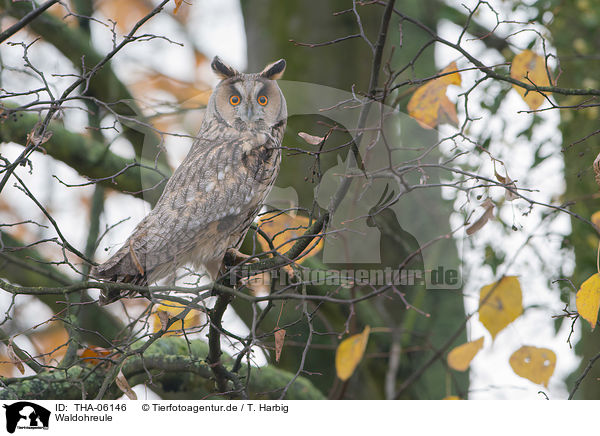Waldohreule / northern long-eared owl / THA-06146