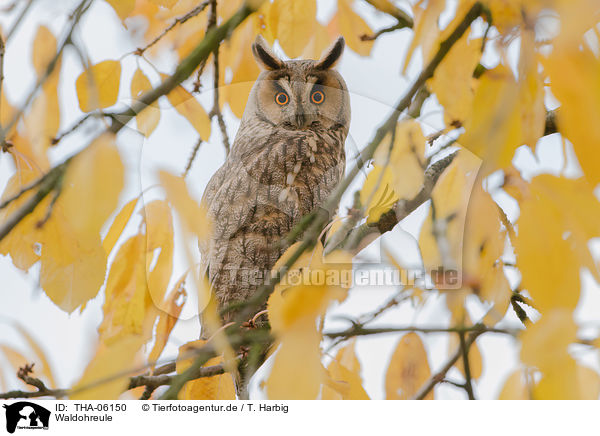 Waldohreule / northern long-eared owl / THA-06150
