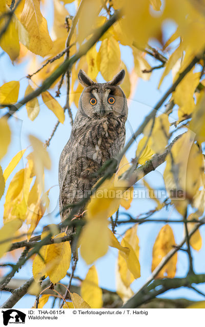Waldohreule / northern long-eared owl / THA-06154