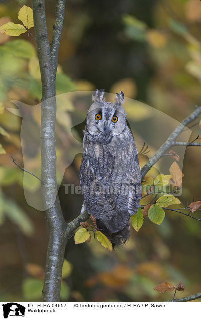 Waldohreule / northern long-eared owl / FLPA-04657