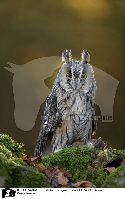 Waldohreule / northern long-eared owl / FLPA-04658