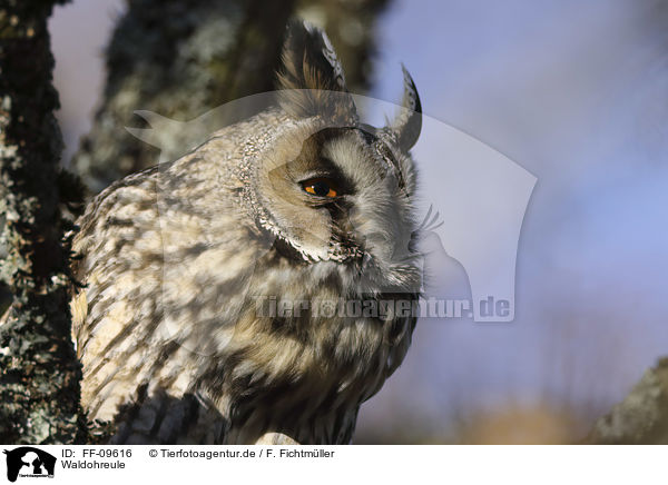 Waldohreule / Long-eared Owl / FF-09616