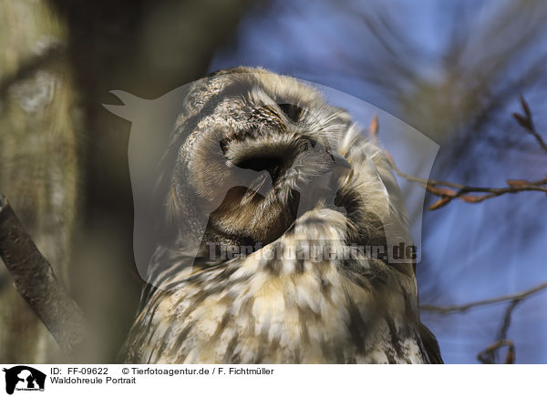 Waldohreule Portrait / Long-eared Owl portrait / FF-09622