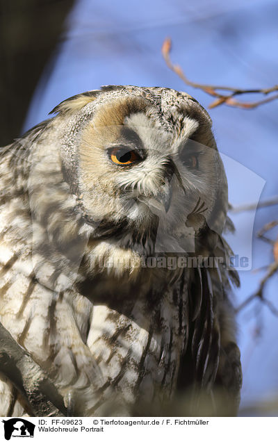 Waldohreule Portrait / Long-eared Owl portrait / FF-09623