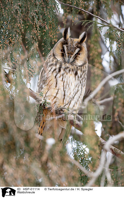 Waldohreule / long-eared owl / HSP-01114
