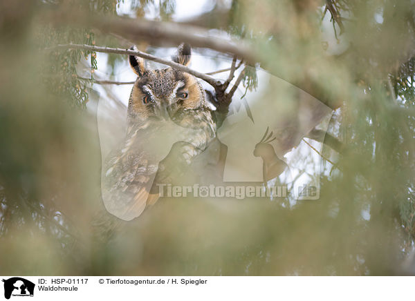 Waldohreule / long-eared owl / HSP-01117