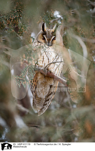 Waldohreule / long-eared owl / HSP-01119