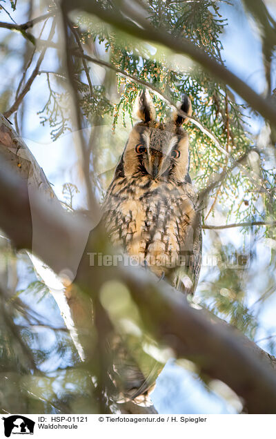 Waldohreule / long-eared owl / HSP-01121