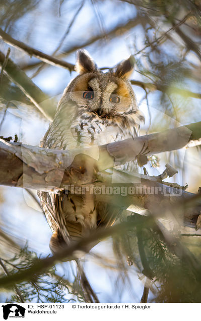 Waldohreule / long-eared owl / HSP-01123