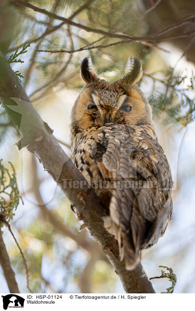Waldohreule / long-eared owl / HSP-01124