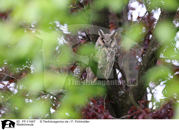 Waldohreule / Long-eared Owl / FF-11497