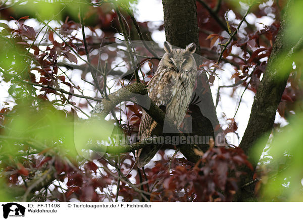Waldohreule / Long-eared Owl / FF-11498