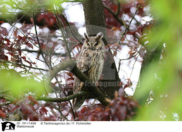 Waldohreule / Long-eared Owl / FF-11499