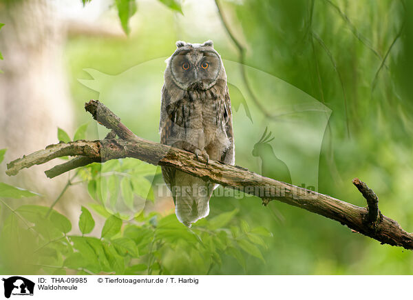 Waldohreule / northern long-eared owl / THA-09985