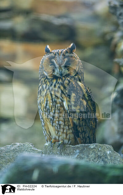 Waldohreule / northern long-eared owl / FH-02224