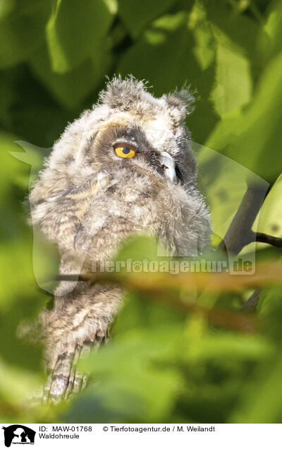 Waldohreule / northern long-eared owl / MAW-01768