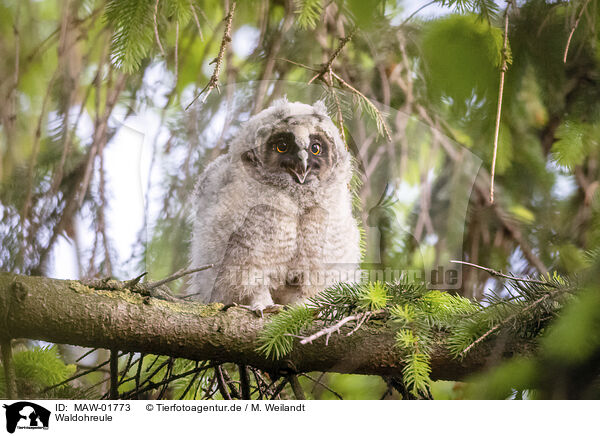 Waldohreule / northern long-eared owl / MAW-01773