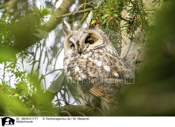 Waldohreule / northern long-eared owl / MAW-01777