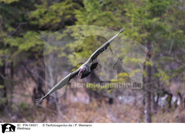 Waldrapp / Hermit ibis / PW-19001