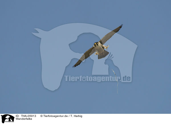 Wanderfalke / peregrine falcon / THA-05913