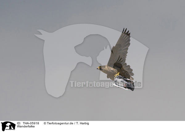 Wanderfalke / peregrine falcon / THA-05918