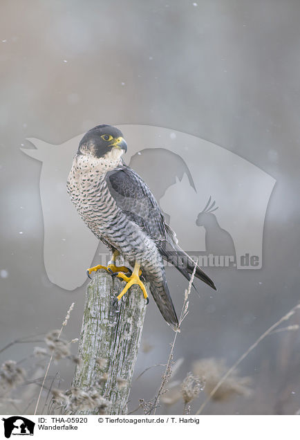 Wanderfalke / peregrine falcon / THA-05920