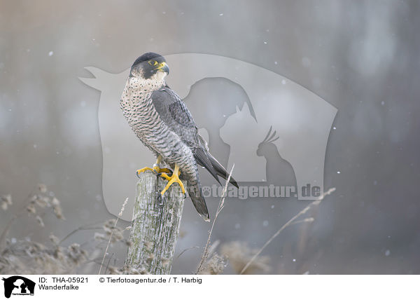 Wanderfalke / peregrine falcon / THA-05921