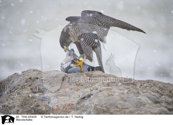 Wanderfalke / peregrine falcon / THA-05928