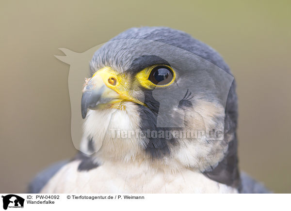 Wanderfalke / peregrine falcon / PW-04092