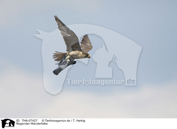 fliegender Wanderfalke / THA-07427