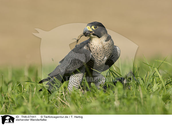 stehender Wanderfalke / standing Peregrine Falcon / THA-07441