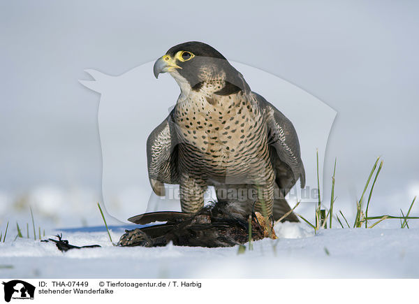 stehender Wanderfalke / standing Peregrine Falcon / THA-07449