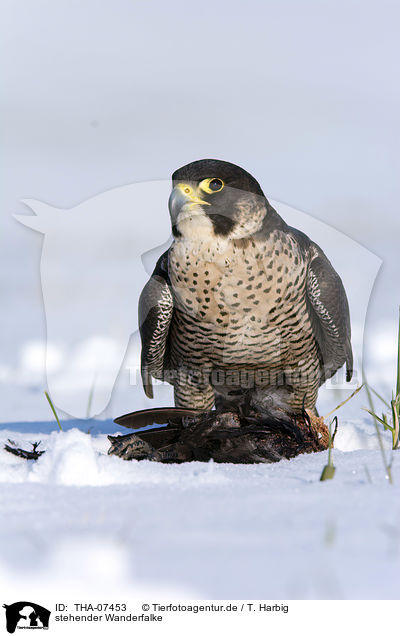 stehender Wanderfalke / standing Peregrine Falcon / THA-07453