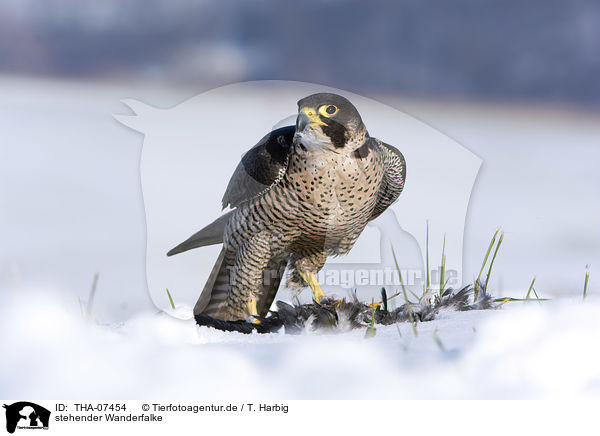 stehender Wanderfalke / standing Peregrine Falcon / THA-07454