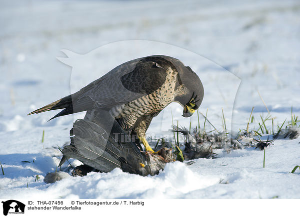 stehender Wanderfalke / standing Peregrine Falcon / THA-07456