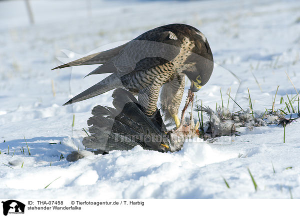 stehender Wanderfalke / standing Peregrine Falcon / THA-07458