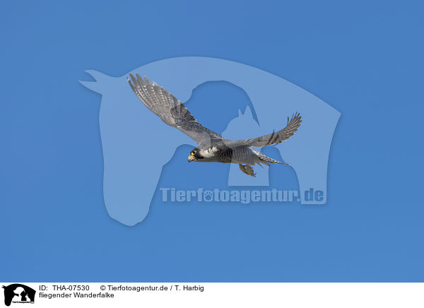 fliegender Wanderfalke / THA-07530
