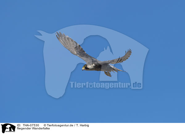 fliegender Wanderfalke / flying Peregrine Falcon / THA-07530