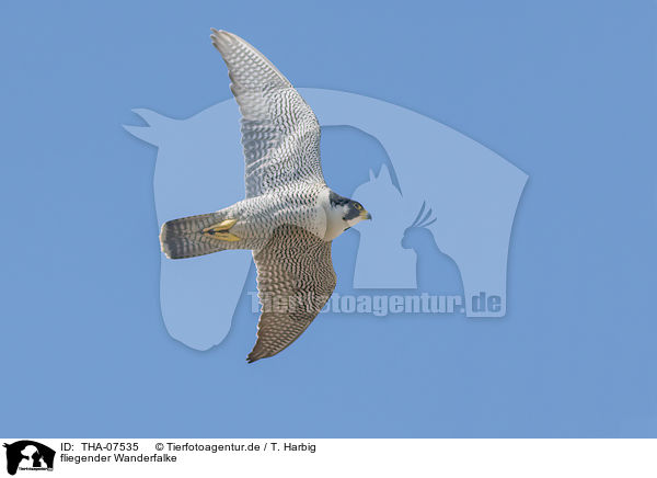 fliegender Wanderfalke / flying Peregrine Falcon / THA-07535