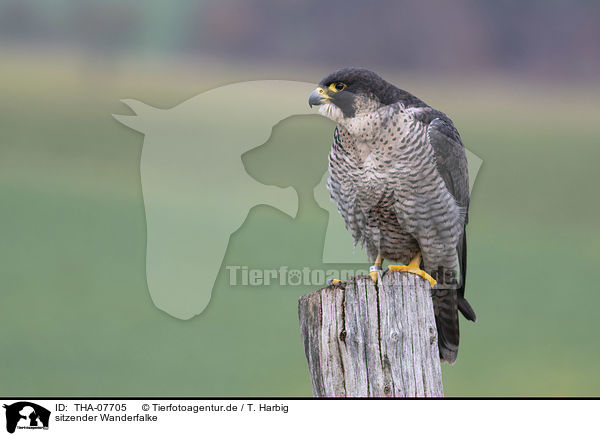 sitzender Wanderfalke / sitting Peregrine Falcon / THA-07705