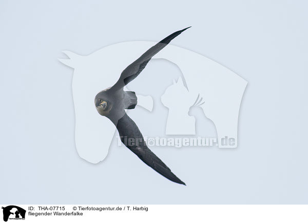 fliegender Wanderfalke / flying Peregrine Falcon / THA-07715